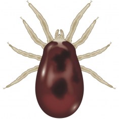 Poultry Mite